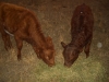 Fall on the Farm 073